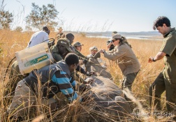 Ear notching a young rhino